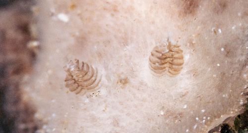 Jorunna alisonae: rhinophores