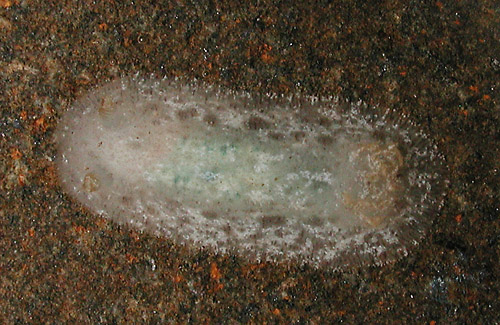 Jorunna alisonae: from Haliclona caerulea