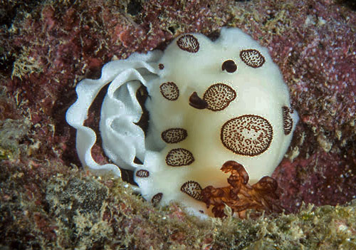 Jorunna funebris: with egg mass