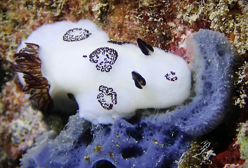 Jorunna funebris: feeding