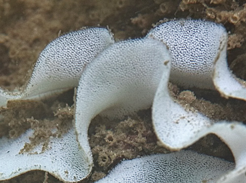 Jorunna funebris: with egg mass, detail