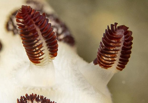 Jorunna funebris: rhinophores