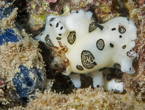 Jorunna funebris: with intact sponge