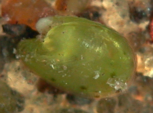 Julia esquisita: young, 1.4 mm