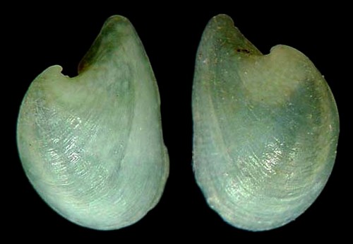 Julia sp. #2: shell exterior