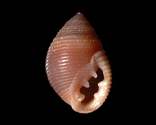 Laemodonta octanfracta: shell