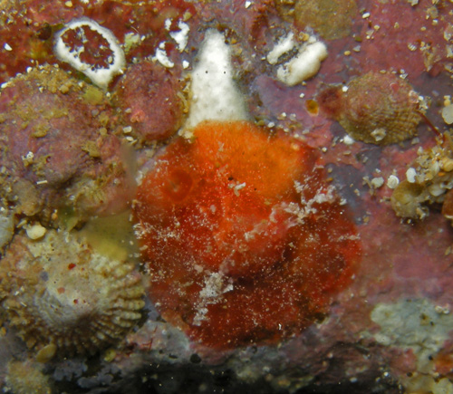 Lamellaria sp. #1:on white tunicate