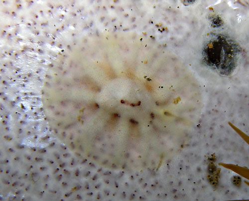 Lamellaria(?) sp. #10: on tunicate