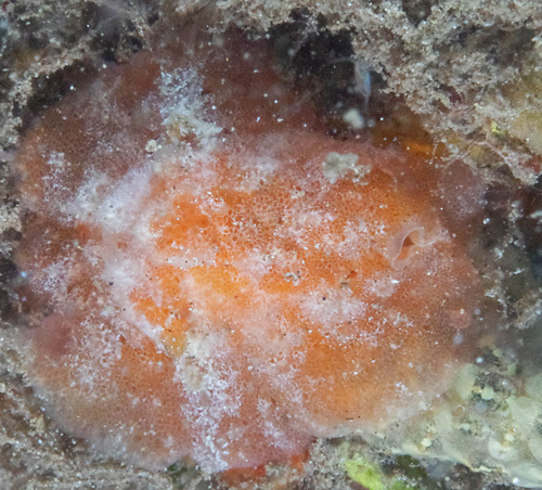 Lamellaria sp. #2: dull orange, pale