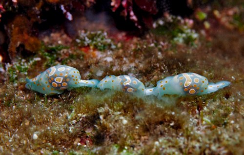 Lamprohaminoea cymbalum: trailing