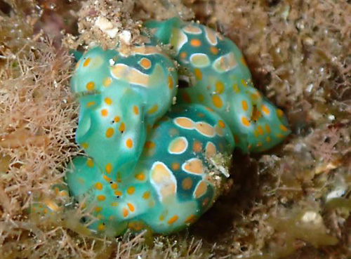 Lamprohaminoea cymbalum: cluster, feeding