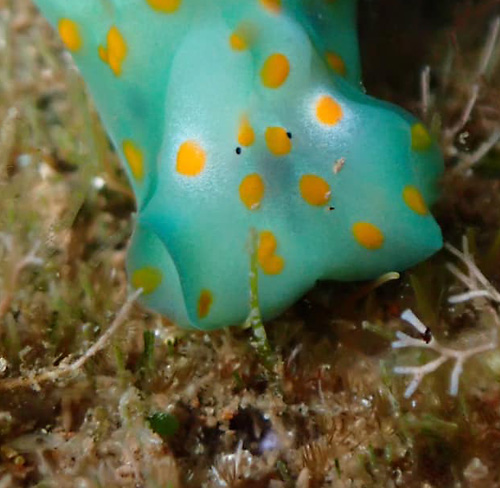 Lamprohaminoea cymbalum: feeding, detail