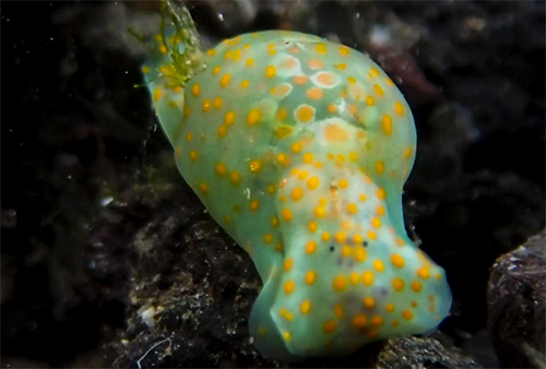 Lamprohaminoea cf. ovalis: green, little purple, with alga