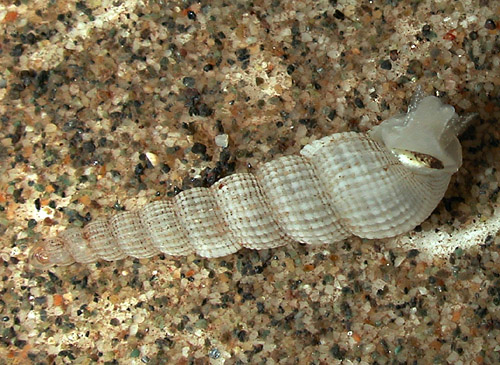 Lancea peasei: underside