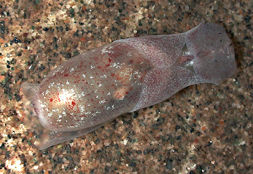 Liloa mongii