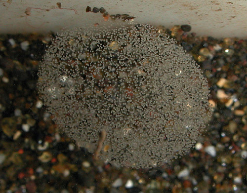 Liloa mongii: egg mass