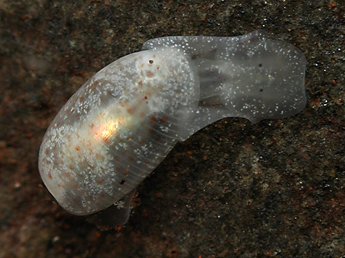 Liloa mongii: young, 3 mm