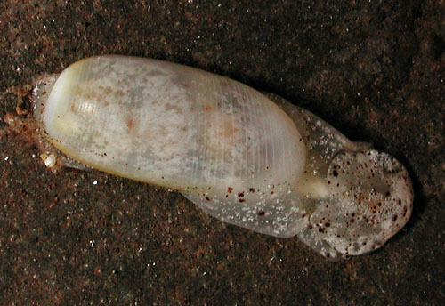 Liloa porcellana