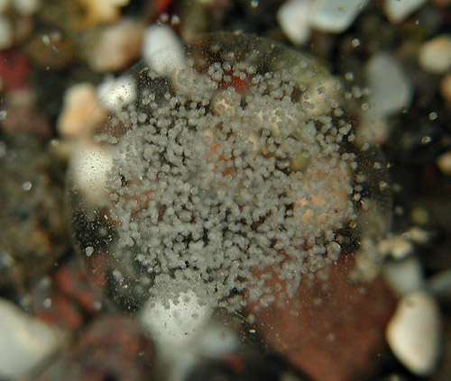 Liloa(?) sp. #2: egg mass, hatching