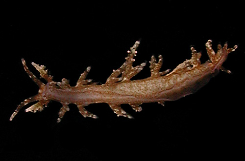 Limenandra confusa: underside