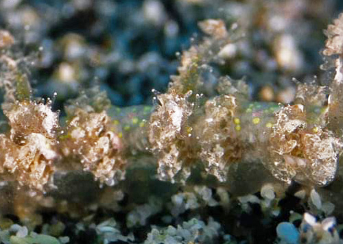 Limenandra confusa: tubercles, detail, with pink dots