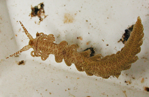 Limenandra rosanae: underside