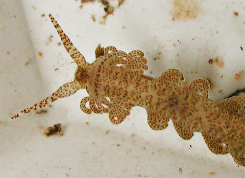 Limenandra rosanae: underside