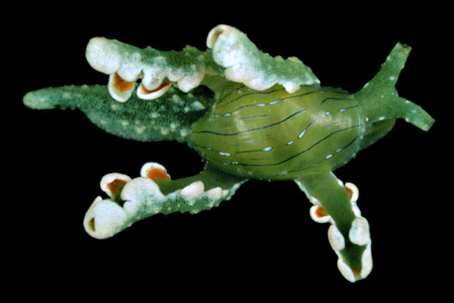 Lobiger viridis: mantle lobes