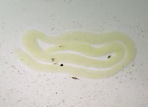 Lobiger viridis: egg mass