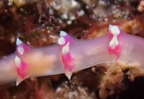 Marianina rosea: cerata detail