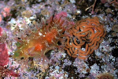 Marionia hawaiiensis: with egg mass