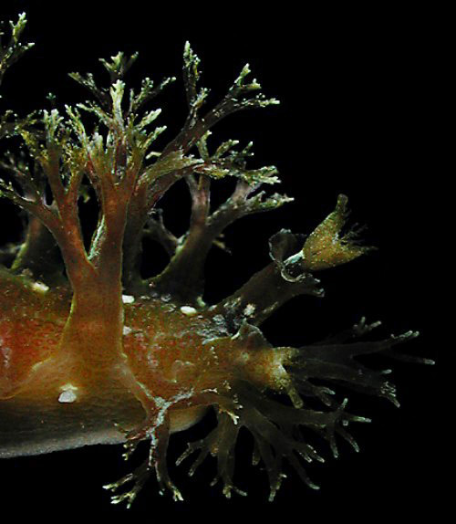 Marionia hawaiiensis: head detail