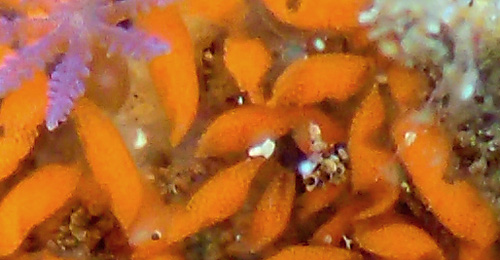 Marionia hawaiiensis: egg mass, detail