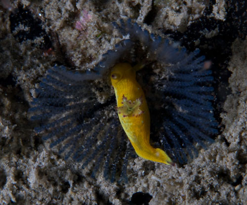 Martadoris amakusana: on bryozoan