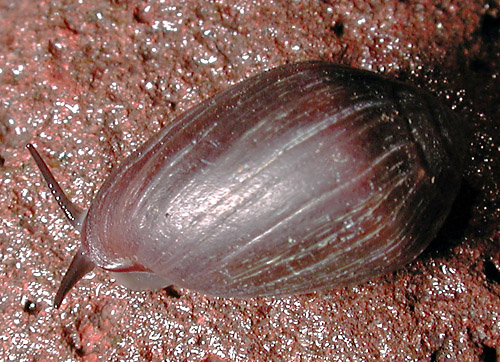 Melampus castaneus