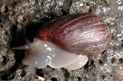 Melampus castaneus: underside