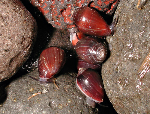 Melampus castaneus: cluster