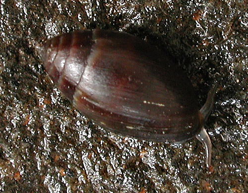 Melampus parvulus