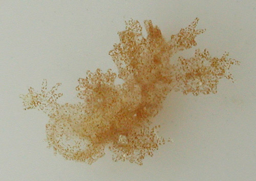 Melibe engeli: young, 3 mm