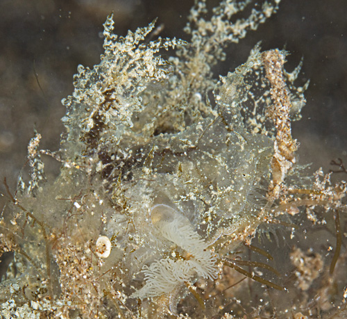 Melibe engeli: laying eggs