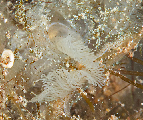 Melibe engeli: laying eggs, detail