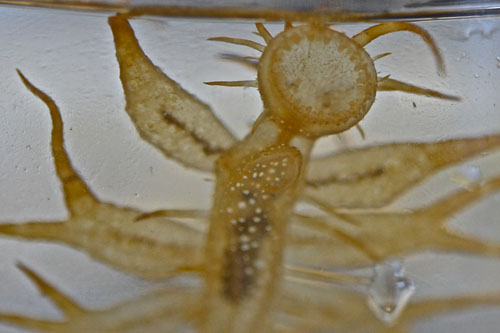 Melibe megaceras: underside