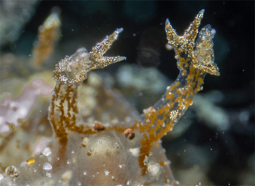 Melibe megaceras: front, forked processes, detail