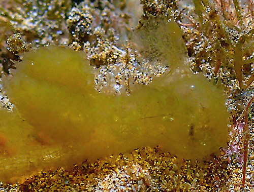 Melibe sp. #1: rhinophores