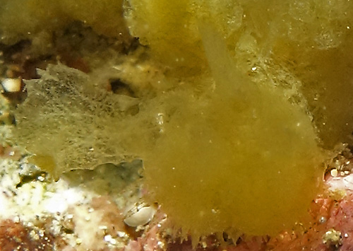 Melibe sp. #1: rhinophores, detail