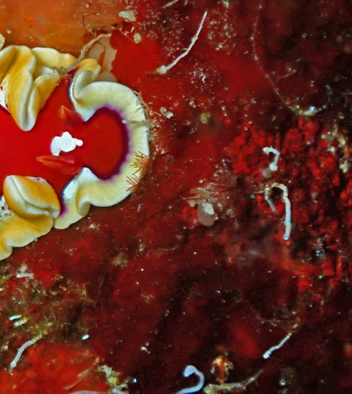 Mexichromis pusilla: progressive feeding, sponge detail