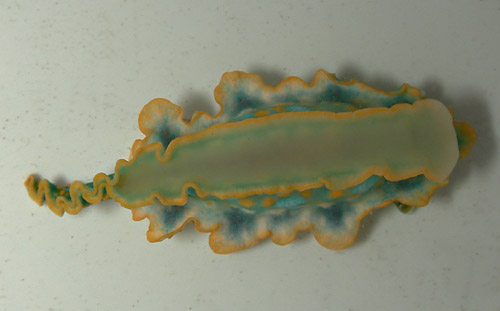 Miamira sinuata: underside