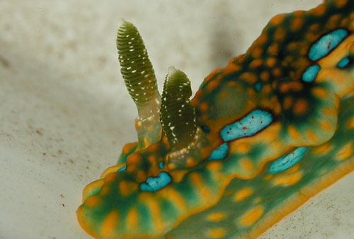 Miamira sinuata: rhinophore detail