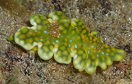 Miamira sinuata: large cream spots