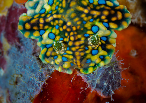 Miamira sinuata: feeding, detail